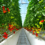 Tomatoes growing in a CEA Facility