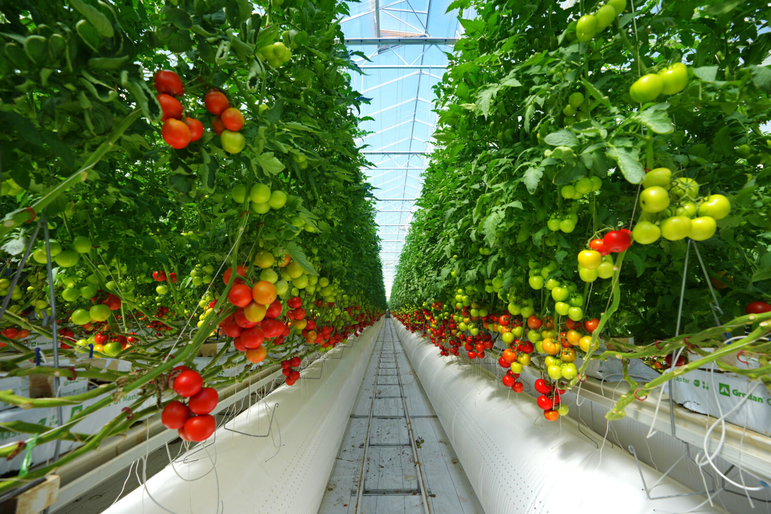 Tomatoes growing in a CEA Facility