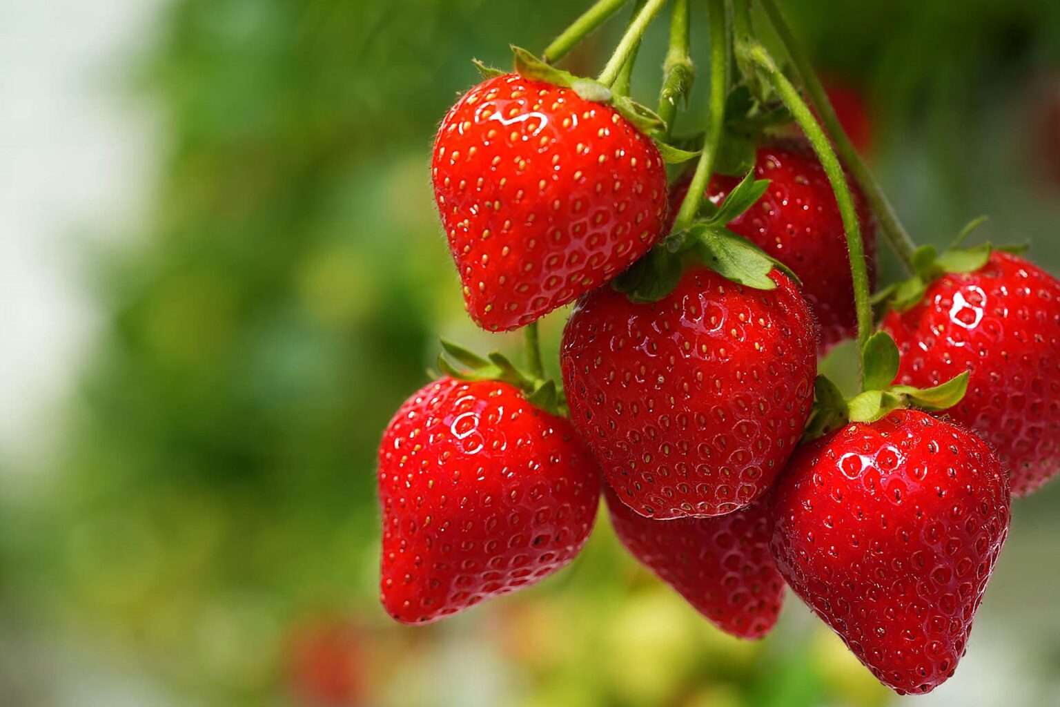 Image of Strawberries grown at a Pure Harvest facility