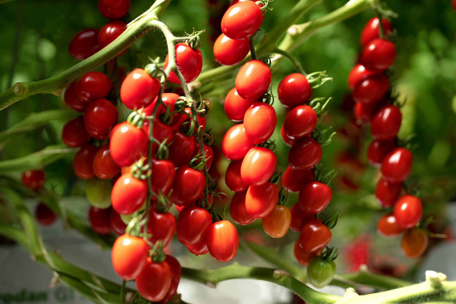 Tomatoes on the vine