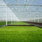 Various types of lettuce being grown in a CEA facility