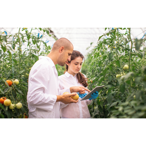Two facility operators observing a tablet among rows of tomatoes in a greenhouse