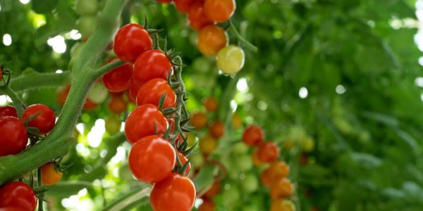 Image of Tomatoes on the Vine